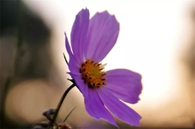 格桑花