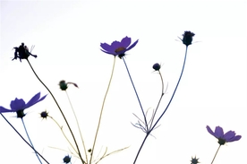格桑花