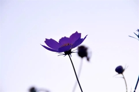 格桑花