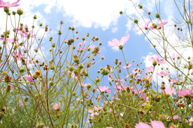格桑花