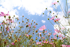 格桑花