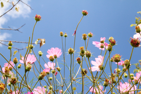 格桑花