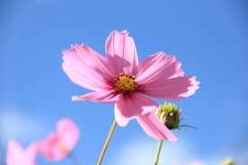 格桑花