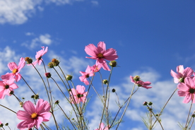 格桑花