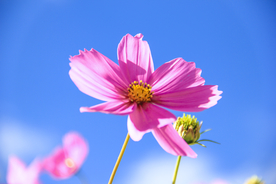 格桑花
