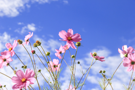 格桑花