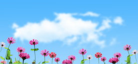 格桑花