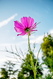 格桑花