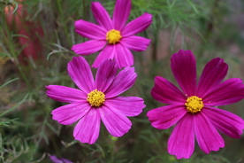 格桑花