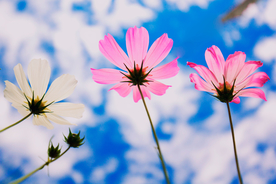 格桑花