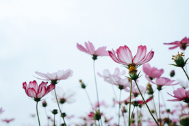 格桑花
