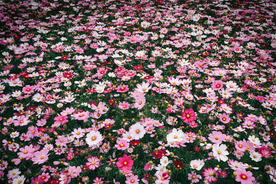 格桑花