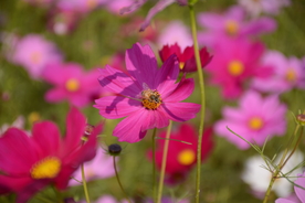 格桑花