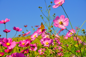 格桑花