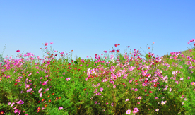 格桑花