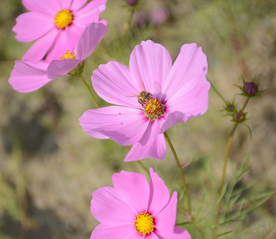 格桑花
