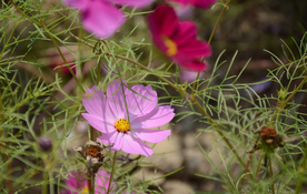 格桑花