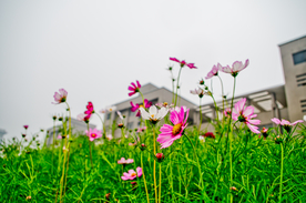 格桑花
