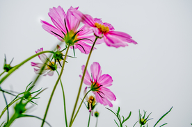 格桑花