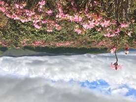 格桑花