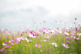 格桑花