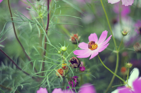 格桑花