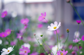 格桑花