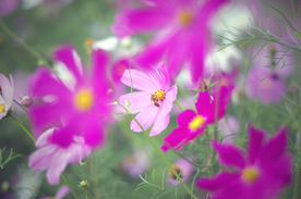 格桑花