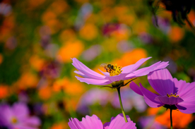 格桑花