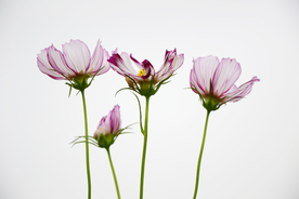 格桑花