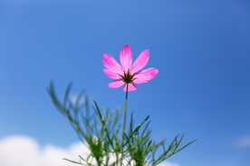 格桑花