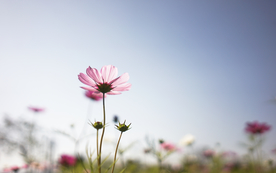 格桑花