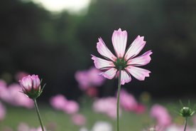 格桑花