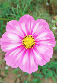 格桑花
