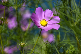 格桑花