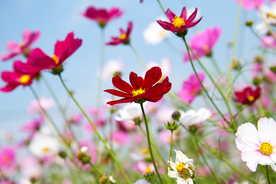 格桑花