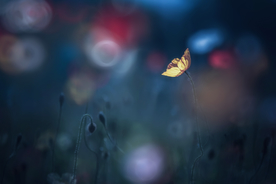格桑花
