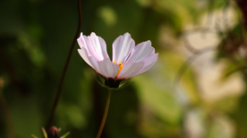 格桑花