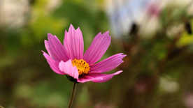 格桑花