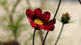 格桑花