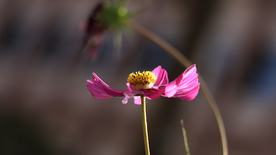格桑花