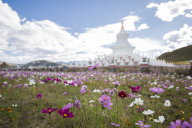 格桑花