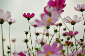 格桑花