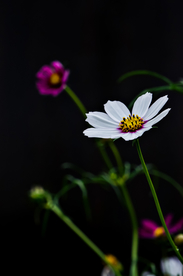 格桑花