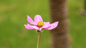 格桑花