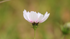 格桑花