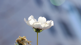 格桑花