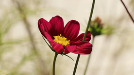 格桑花
