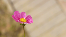 格桑花
