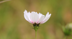格桑花